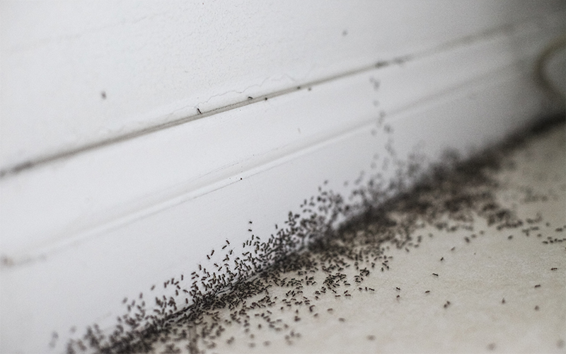 Ant infestation at home