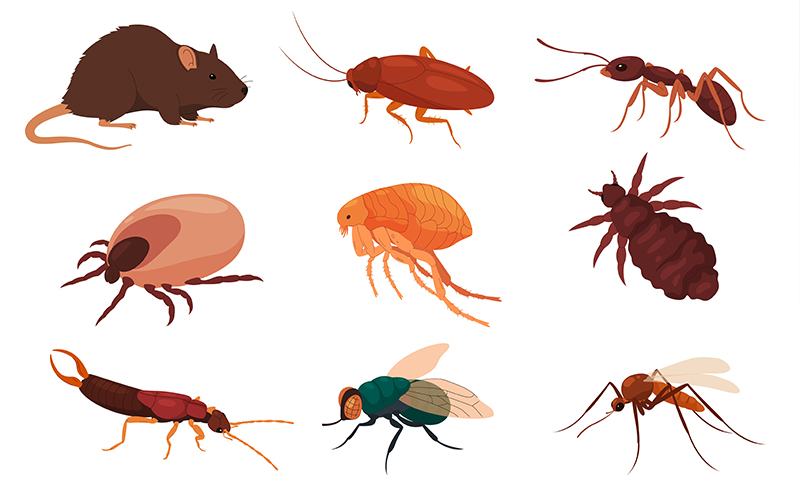 image of different vector pests species in singapore